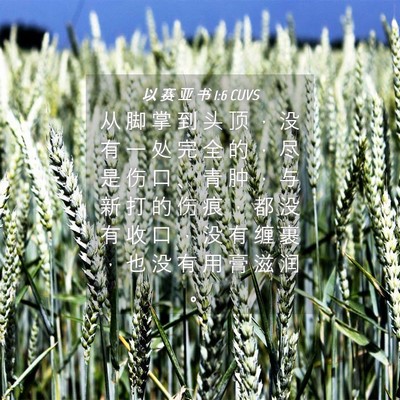 Picture 04 - 以 赛 亚 书 1:6 CUVS - 从 脚 掌 到 头 顶 ， 没 有 一 处 完 - Bible Verse Picture