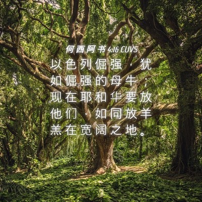 Picture 04 - 何 西 阿 书 4:16 CUVS - 以 色 列 倔 强 ， 犹 如 倔 强 的 母 - Bible Verse Picture