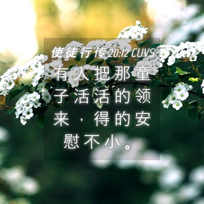 Picture 04 - 使 徒 行 传 20:12 CUVS - 有 人 把 那 童 子 活 活 的 领 来 ， - Bible Verse Picture