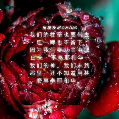 Picture 04 - 出 埃 及 记 10:26 CUVS - 我 们 的 牲 畜 也 要 带 去 ， 连 一 - Bible Verse Picture
