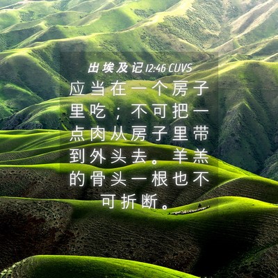 Picture 04 - 出 埃 及 记 12:46 CUVS - 应 当 在 一 个 房 子 里 吃 ； 不 可 - Bible Verse Picture