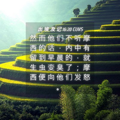Picture 04 - 出 埃 及 记 16:20 CUVS - 然 而 他 们 不 听 摩 西 的 话 ， 内 - Bible Verse Picture