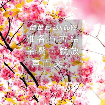 Picture 04 - 创 世 纪 29:11 CUVS - 雅 各 与 拉 结 亲 嘴 ， 就 放 声 而 - Bible Verse Picture