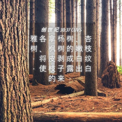 Picture 04 - 创 世 纪 30:37 CUVS - 雅 各 拿 杨 树 、 杏 树 、 枫 树 的 - Bible Verse Picture