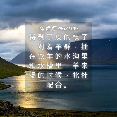 Picture 04 - 创 世 纪 30:38 CUVS - 将 剥 了 皮 的 枝 子 ， 对 着 羊 群 - Bible Verse Picture