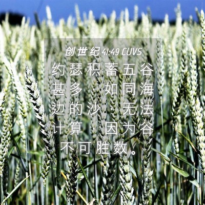 Picture 04 - 创 世 纪 41:49 CUVS - 约 瑟 积 蓄 五 谷 甚 多 ， 如 同 海 - Bible Verse Picture