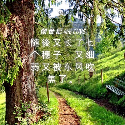 Picture 04 - 创 世 纪 41:6 CUVS - 随 後 又 长 了 七 个 穗 子 ， 又 细 - Bible Verse Picture