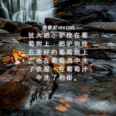 Picture 04 - 创 世 纪 49:11 CUVS - 犹 大 把 小 驴 拴 在 葡 萄 树 上 ， - Bible Verse Picture