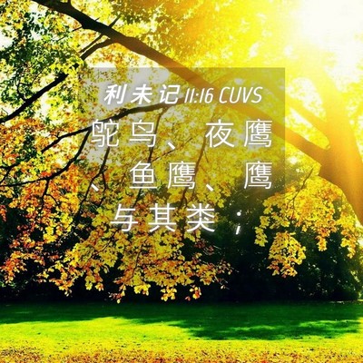Picture 04 - 利 未 记 11:16 CUVS - 鸵 鸟 、 夜 鹰 、 鱼 鹰 、 鹰 与 其 - Bible Verse Picture