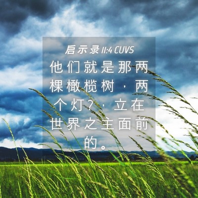 Picture 04 - 启 示 录 11:4 CUVS - 他 们 就 是 那 两 棵 橄 榄 树 ， 两 - Bible Verse Picture