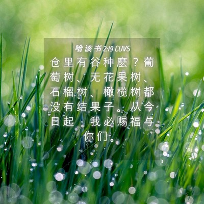Picture 04 - 哈 该 书 2:19 CUVS - 仓 里 有 谷 种 麽 ？ 葡 萄 树 、 无 - Bible Verse Picture