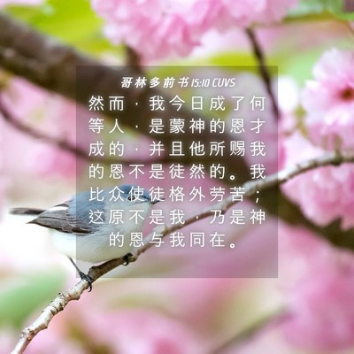 Picture 04 - 哥 林 多 前 书 15:10 CUVS - 然 而 ， 我 今 日 成 了 何 等 人 ， - Bible Verse Picture