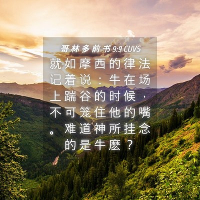 Picture 04 - 哥 林 多 前 书 9:9 CUVS - 就 如 摩 西 的 律 法 记 着 说 ： 牛 - Bible Verse Picture