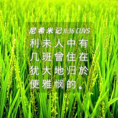 Picture 04 - 尼 希 米 记 11:36 CUVS - 利 未 人 中 有 几 班 曾 住 在 犹 大 - Bible Verse Picture