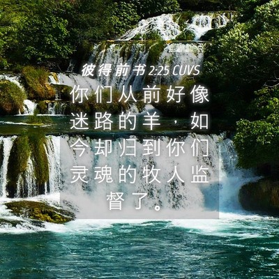 Picture 04 - 彼 得 前 书 2:25 CUVS - 你 们 从 前 好 像 迷 路 的 羊 ， 如 - Bible Verse Picture