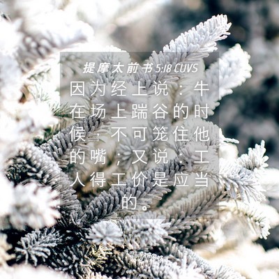Picture 04 - 提 摩 太 前 书 5:18 CUVS - 因 为 经 上 说 ： 牛 在 场 上 踹 谷 - Bible Verse Picture
