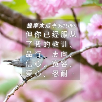 Picture 04 - 提 摩 太 后 书 3:10 CUVS - 但 你 已 经 服 从 了 我 的 教 训 、 - Bible Verse Picture