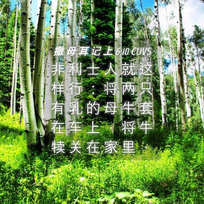 Picture 04 - 撒 母 耳 记 上 6:10 CUVS - 非 利 士 人 就 这 样 行 ： 将 两 只 - Bible Verse Picture