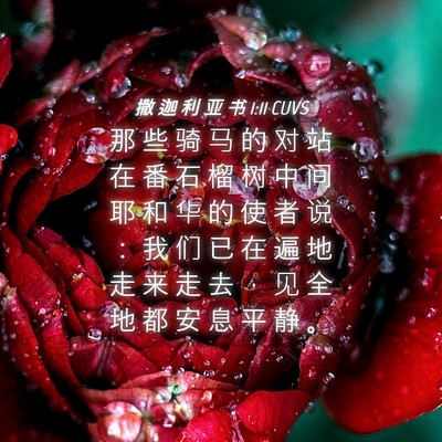 Picture 04 - 撒 迦 利 亚 书 1:11 CUVS - 那 些 骑 马 的 对 站 在 番 石 榴 树 - Bible Verse Picture