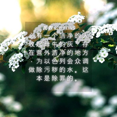 Picture 04 - 民 数 记 19:9 CUVS - 必 有 一 个 洁 净 的 人 收 起 母 牛 - Bible Verse Picture