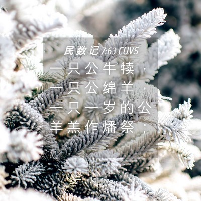 Picture 04 - 民 数 记 7:63 CUVS - 一 只 公 牛 犊 ， 一 只 公 绵 羊 ， - Bible Verse Picture