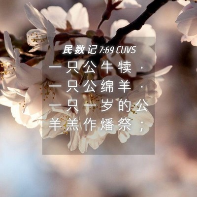 Picture 04 - 民 数 记 7:69 CUVS - 一 只 公 牛 犊 ， 一 只 公 绵 羊 ， - Bible Verse Picture