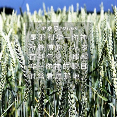 Picture 04 - 申 命 记 11:12 CUVS - 是 耶 和 华 ─ 你 神 所 眷 顾 的 ； - Bible Verse Picture