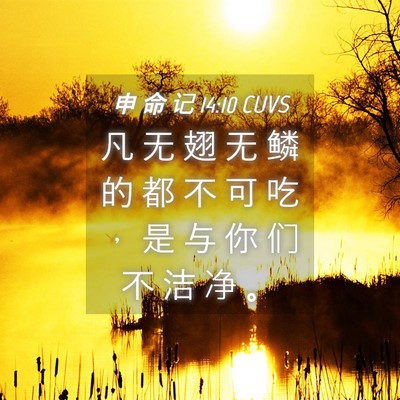 Picture 04 - 申 命 记 14:10 CUVS - 凡 无 翅 无 鳞 的 都 不 可 吃 ， 是 - Bible Verse Picture