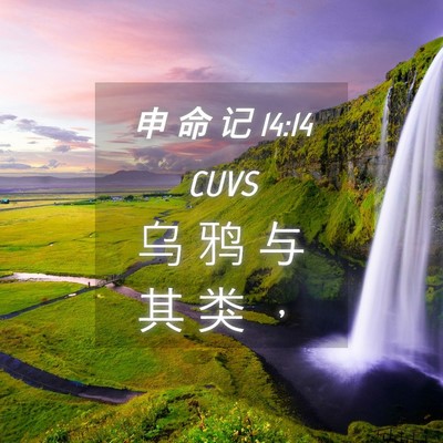 Picture 04 - 申 命 记 14:14 CUVS - 乌 鸦 与 其 类 - Bible Verse Picture