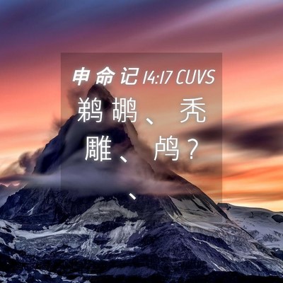 Picture 04 - 申 命 记 14:17 CUVS - 鹈 鹕 、 秃 雕 、 鸬 ? - Bible Verse Picture