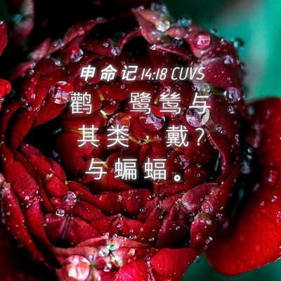 Picture 04 - 申 命 记 14:18 CUVS - 鹳 、 鹭 鸶 与 其 类 ， 戴 ? 与 蝙 蝠 - Bible Verse Picture