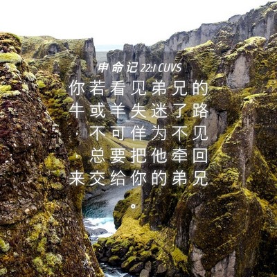 Picture 04 - 申 命 记 22:1 CUVS - 你 若 看 见 弟 兄 的 牛 或 羊 失 迷 - Bible Verse Picture