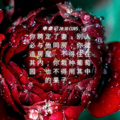 Picture 04 - 申 命 记 28:30 CUVS - 你 聘 定 了 妻 ， 别 人 必 与 他 同 - Bible Verse Picture