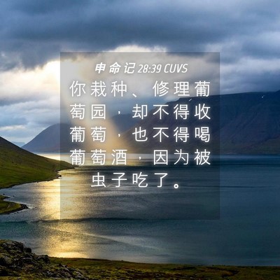 Picture 04 - 申 命 记 28:39 CUVS - 你 栽 种 、 修 理 葡 萄 园 ， 却 不 - Bible Verse Picture
