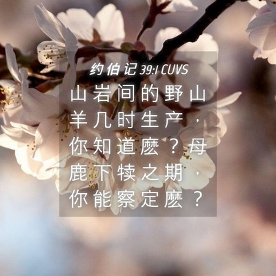 Picture 04 - 约 伯 记 39:1 CUVS - 山 岩 间 的 野 山 羊 几 时 生 产 ， - Bible Verse Picture