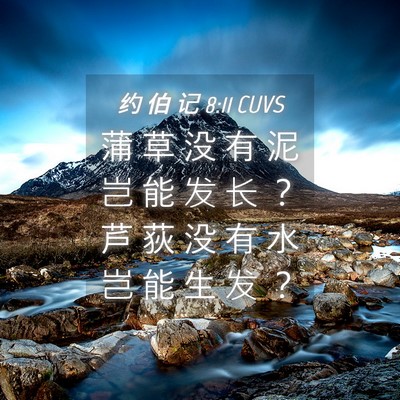 Picture 04 - 约 伯 记 8:11 CUVS - 蒲 草 没 有 泥 岂 能 发 长 ？ 芦 荻 - Bible Verse Picture