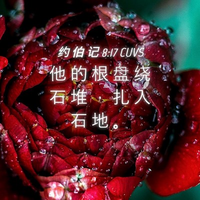 Picture 04 - 约 伯 记 8:17 CUVS - 他 的 根 盘 绕 石 堆 ， 扎 入 石 地 - Bible Verse Picture