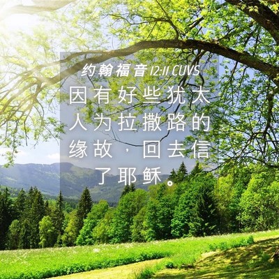 Picture 04 - 约 翰 福 音 12:11 CUVS - 因 有 好 些 犹 太 人 为 拉 撒 路 的 - Bible Verse Picture