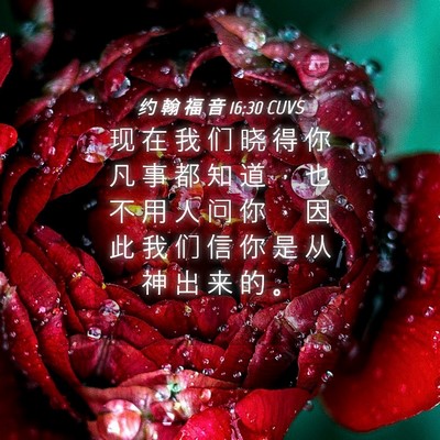 Picture 04 - 约 翰 福 音 16:30 CUVS - 现 在 我 们 晓 得 你 凡 事 都 知 道 - Bible Verse Picture