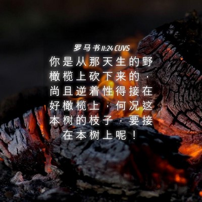 Picture 04 - 罗 马 书 11:24 CUVS - 你 是 从 那 天 生 的 野 橄 榄 上 砍 - Bible Verse Picture