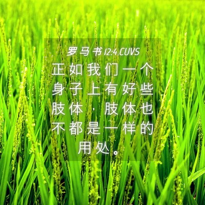 Picture 04 - 罗 马 书 12:4 CUVS - 正 如 我 们 一 个 身 子 上 有 好 些 - Bible Verse Picture