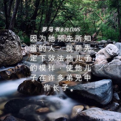 Picture 04 - 罗 马 书 8:29 CUVS - 因 为 他 预 先 所 知 道 的 人 ， 就 - Bible Verse Picture