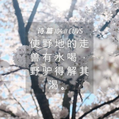 Picture 04 - 诗 篇 104:11 CUVS - 使 野 地 的 走 兽 有 水 喝 ， 野 驴 - Bible Verse Picture