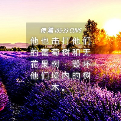 Picture 04 - 诗 篇 105:33 CUVS - 他 也 击 打 他 们 的 葡 萄 树 和 无 - Bible Verse Picture