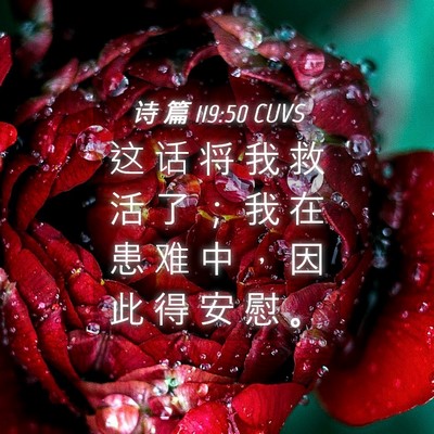 Picture 04 - 诗 篇 119:50 CUVS - 这 话 将 我 救 活 了 ； 我 在 患 难 - Bible Verse Picture