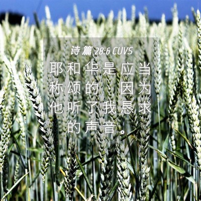 Picture 04 - 诗 篇 28:6 CUVS - 耶 和 华 是 应 当 称 颂 的 ， 因 为 - Bible Verse Picture