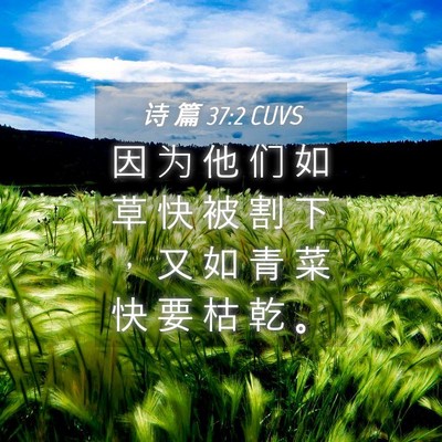 Picture 04 - 诗 篇 37:2 CUVS - 因 为 他 们 如 草 快 被 割 下 ， 又 - Bible Verse Picture