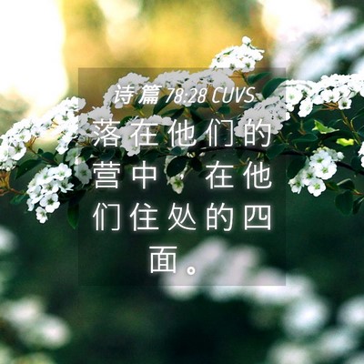 Picture 04 - 诗 篇 78:28 CUVS - 落 在 他 们 的 营 中 ， 在 他 们 住 - Bible Verse Picture