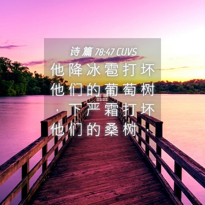 Picture 04 - 诗 篇 78:47 CUVS - 他 降 冰 雹 打 坏 他 们 的 葡 萄 树 - Bible Verse Picture