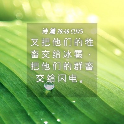 Picture 04 - 诗 篇 78:48 CUVS - 又 把 他 们 的 牲 畜 交 给 冰 雹 ， - Bible Verse Picture